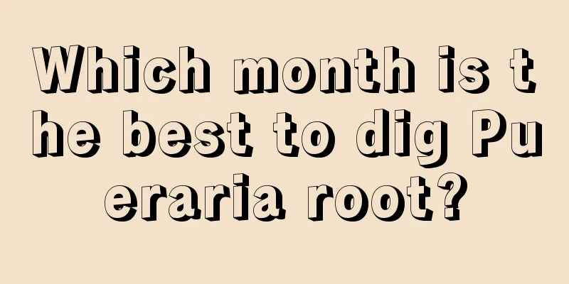 Which month is the best to dig Pueraria root?