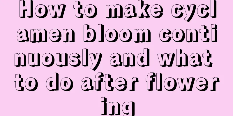 How to make cyclamen bloom continuously and what to do after flowering