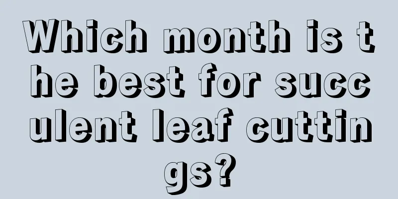 Which month is the best for succulent leaf cuttings?