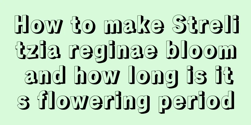 How to make Strelitzia reginae bloom and how long is its flowering period