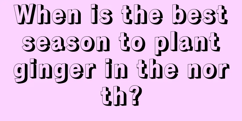 When is the best season to plant ginger in the north?