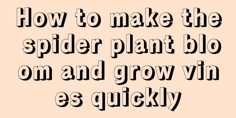 How to make the spider plant bloom and grow vines quickly