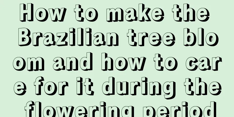 How to make the Brazilian tree bloom and how to care for it during the flowering period