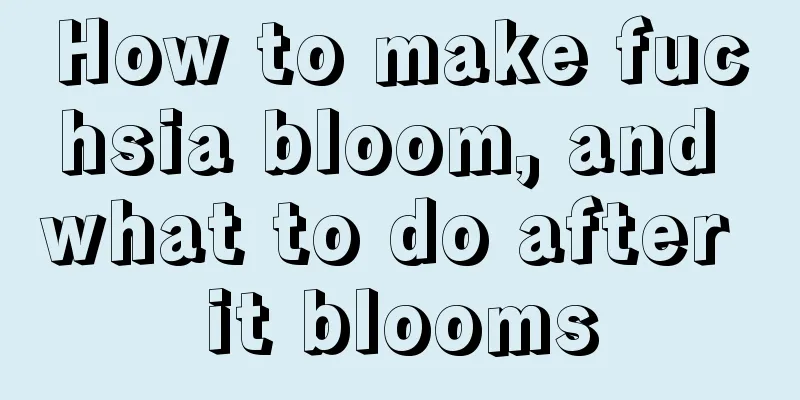 How to make fuchsia bloom, and what to do after it blooms