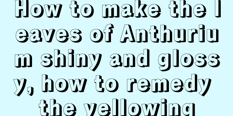 How to make the leaves of Anthurium shiny and glossy, how to remedy the yellowing