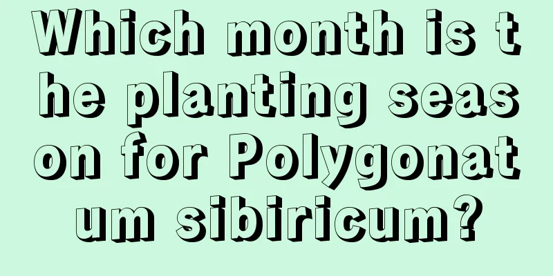 Which month is the planting season for Polygonatum sibiricum?