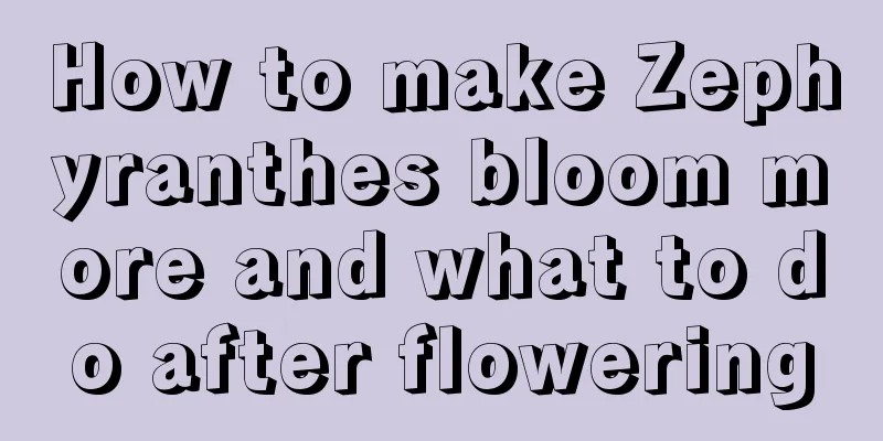 How to make Zephyranthes bloom more and what to do after flowering