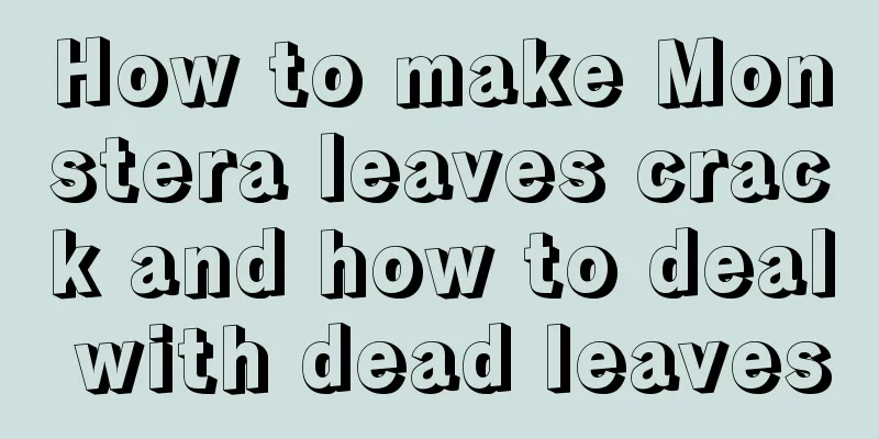 How to make Monstera leaves crack and how to deal with dead leaves