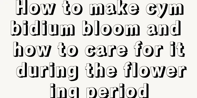 How to make cymbidium bloom and how to care for it during the flowering period