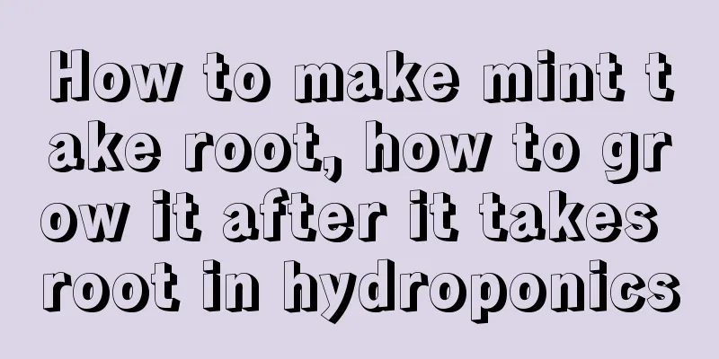 How to make mint take root, how to grow it after it takes root in hydroponics