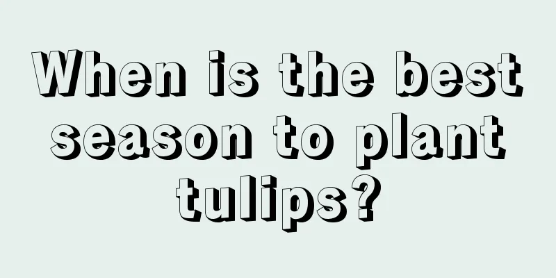 When is the best season to plant tulips?