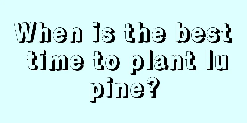 When is the best time to plant lupine?