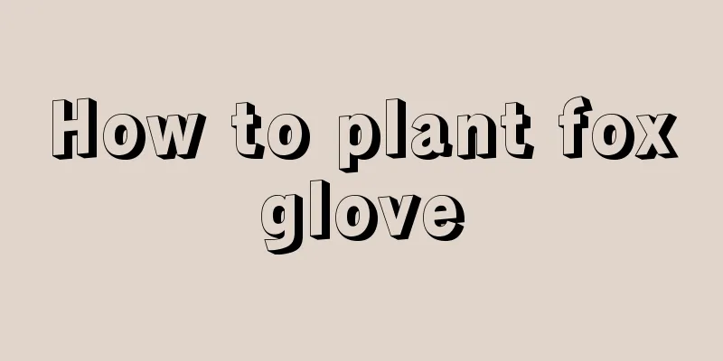 How to plant foxglove