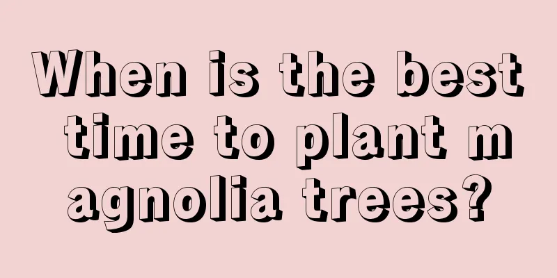 When is the best time to plant magnolia trees?