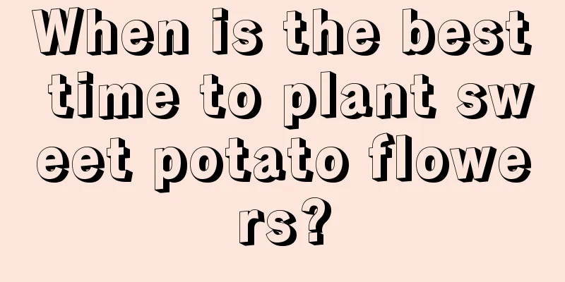 When is the best time to plant sweet potato flowers?