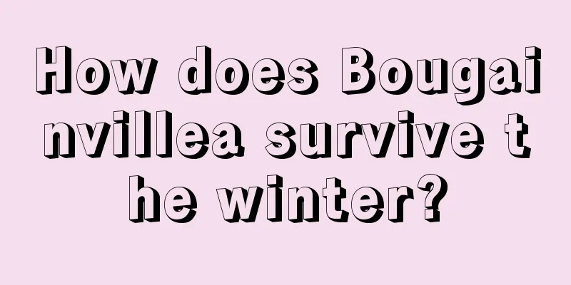 How does Bougainvillea survive the winter?