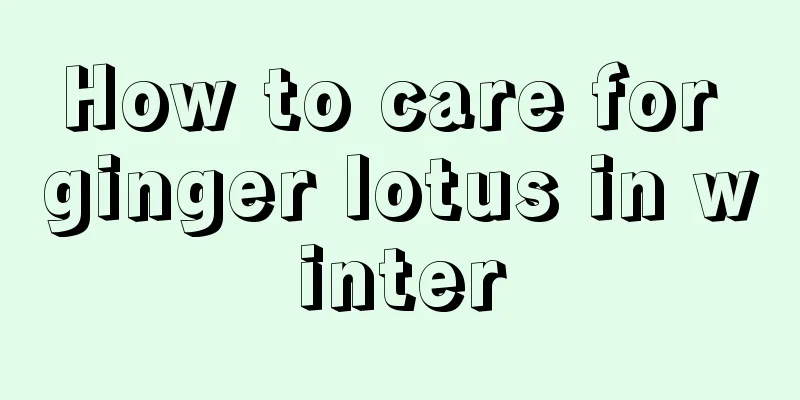 How to care for ginger lotus in winter