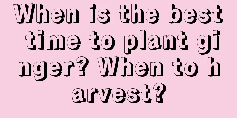 When is the best time to plant ginger? When to harvest?
