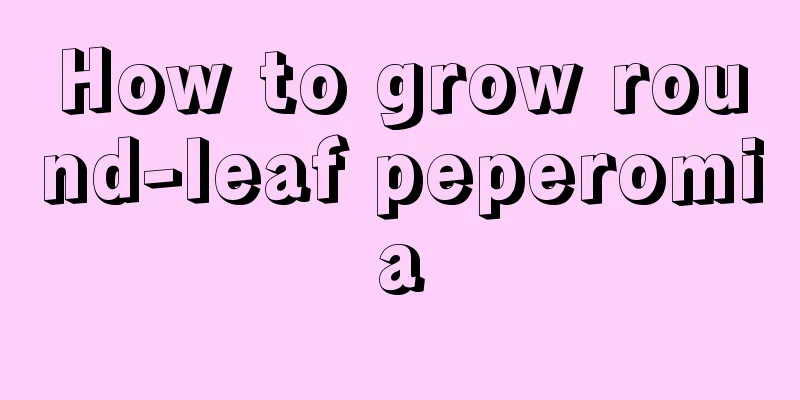 How to grow round-leaf peperomia