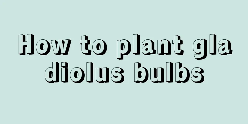 How to plant gladiolus bulbs