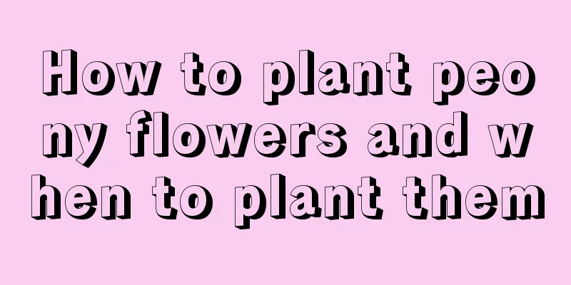 How to plant peony flowers and when to plant them