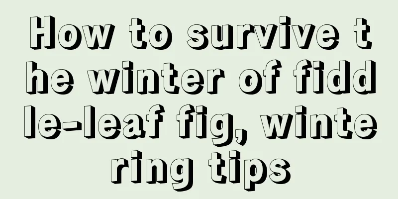 How to survive the winter of fiddle-leaf fig, wintering tips