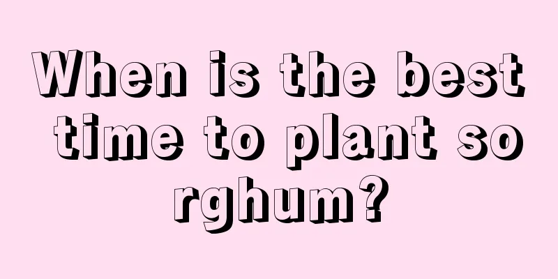 When is the best time to plant sorghum?