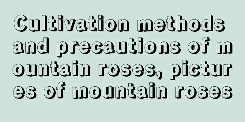 Cultivation methods and precautions of mountain roses, pictures of mountain roses