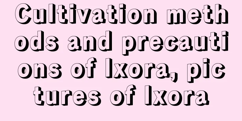 Cultivation methods and precautions of Ixora, pictures of Ixora