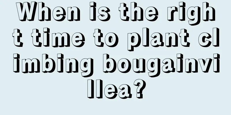 When is the right time to plant climbing bougainvillea?