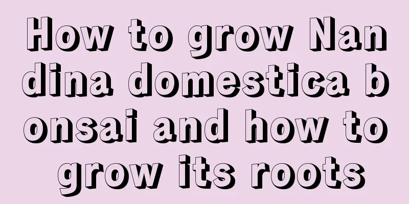 How to grow Nandina domestica bonsai and how to grow its roots