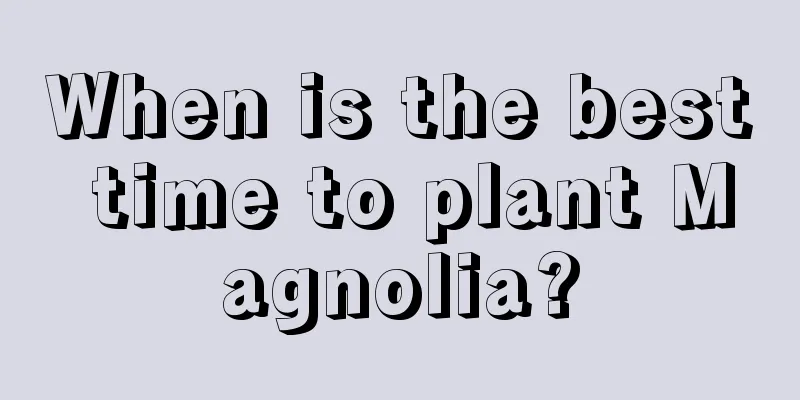 When is the best time to plant Magnolia?