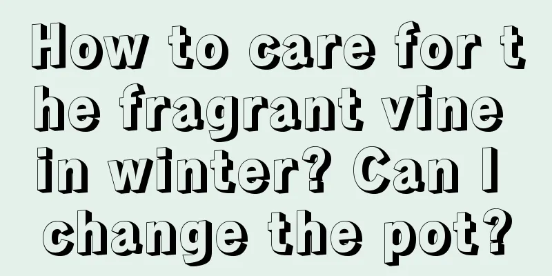 How to care for the fragrant vine in winter? Can I change the pot?