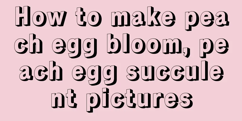 How to make peach egg bloom, peach egg succulent pictures