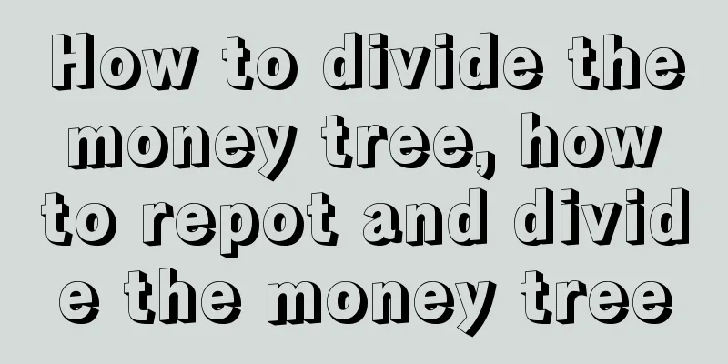 How to divide the money tree, how to repot and divide the money tree