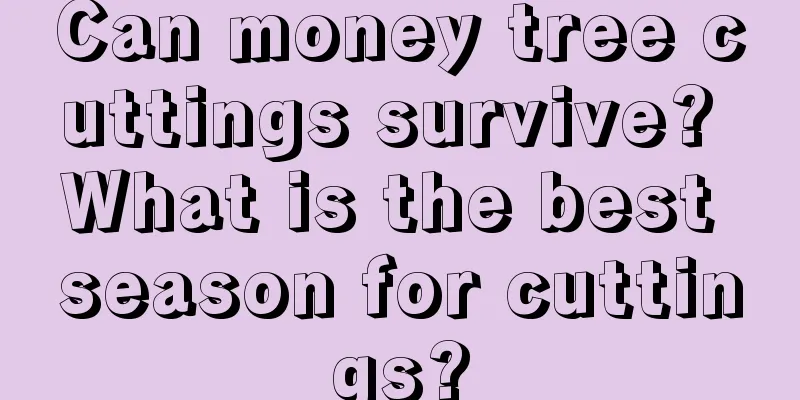 Can money tree cuttings survive? What is the best season for cuttings?