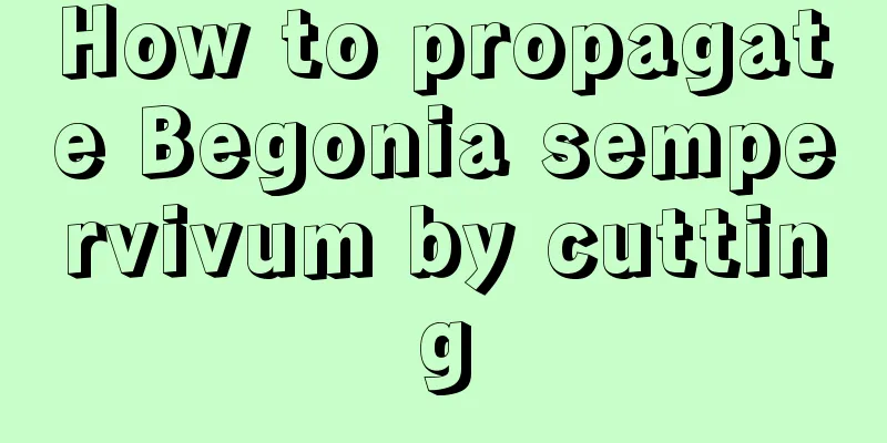 How to propagate Begonia sempervivum by cutting