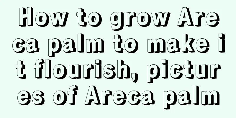 How to grow Areca palm to make it flourish, pictures of Areca palm