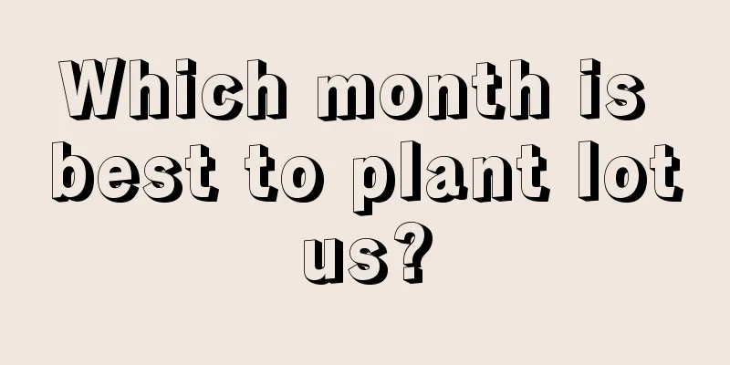 Which month is best to plant lotus?