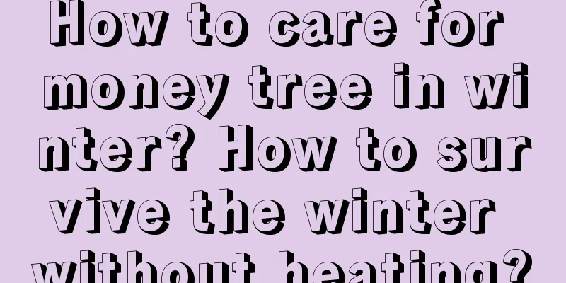 How to care for money tree in winter? How to survive the winter without heating?