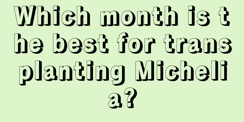 Which month is the best for transplanting Michelia?