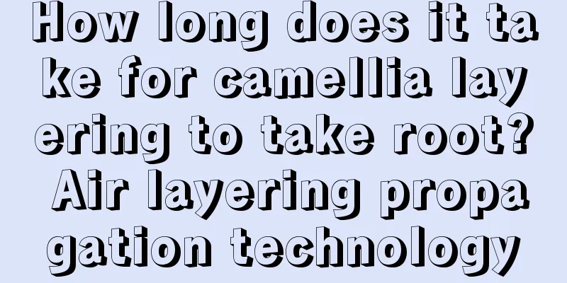 How long does it take for camellia layering to take root? Air layering propagation technology