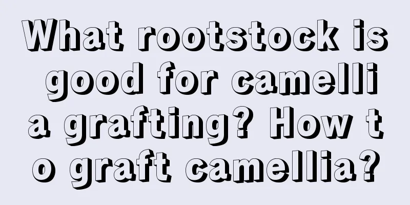 What rootstock is good for camellia grafting? How to graft camellia?