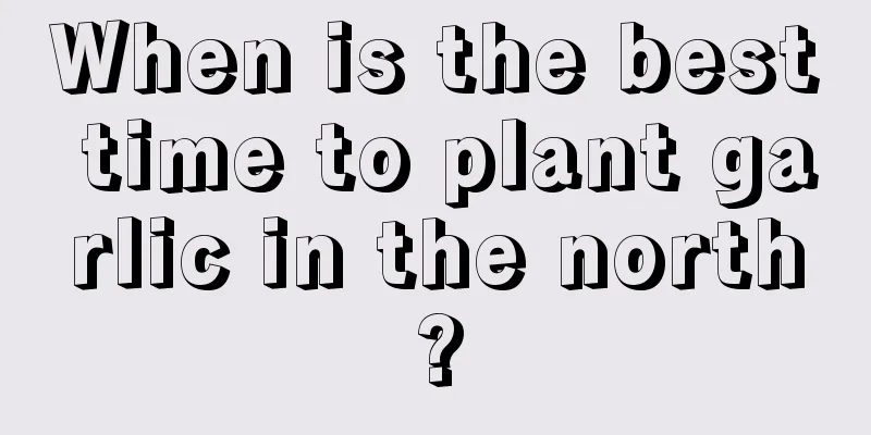 When is the best time to plant garlic in the north?