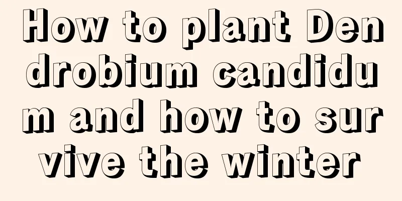 How to plant Dendrobium candidum and how to survive the winter