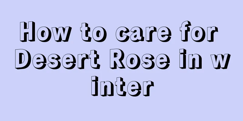 How to care for Desert Rose in winter