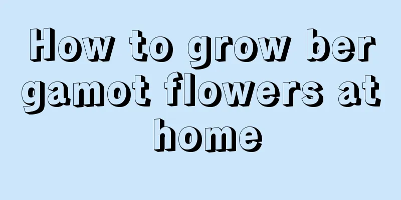 How to grow bergamot flowers at home