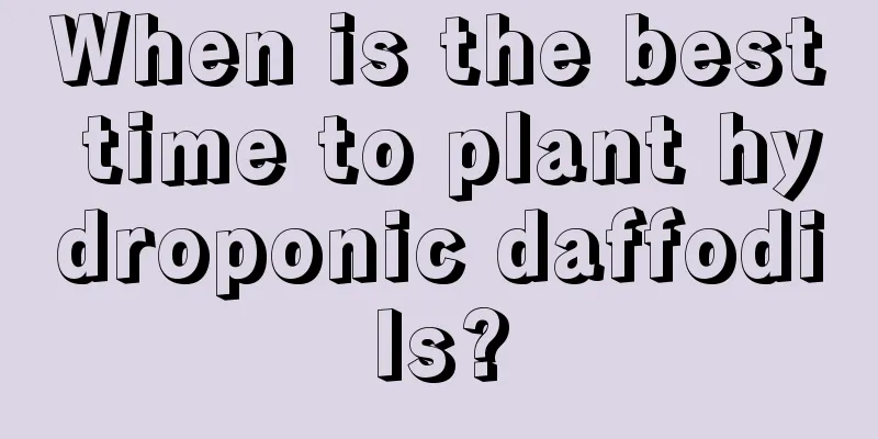 When is the best time to plant hydroponic daffodils?