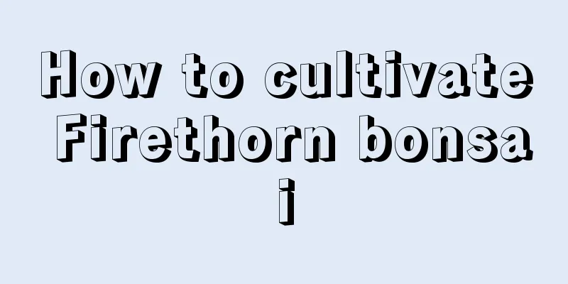 How to cultivate Firethorn bonsai