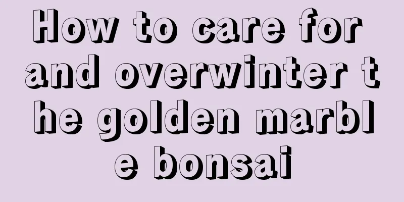 How to care for and overwinter the golden marble bonsai